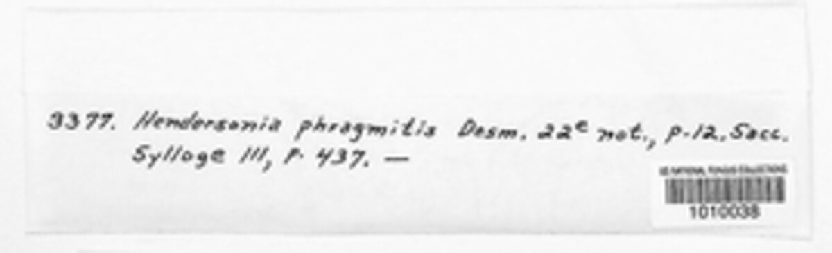 Hendersonia phragmitis image